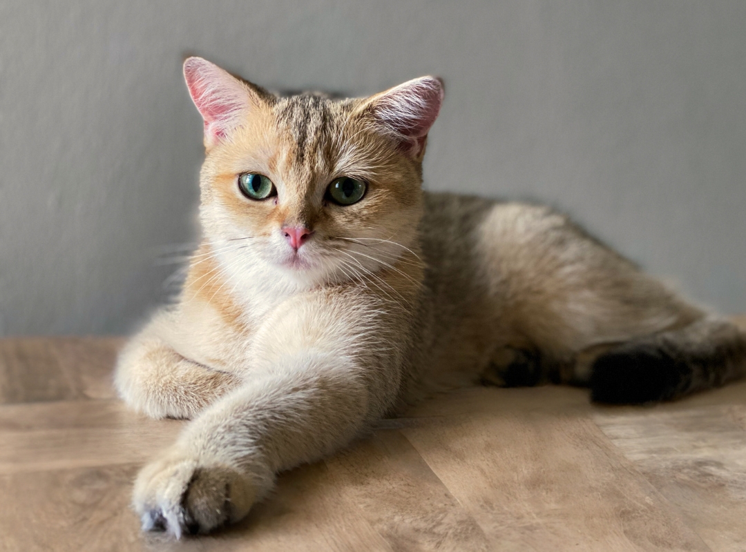  A cat perched gracefully on a wooden table