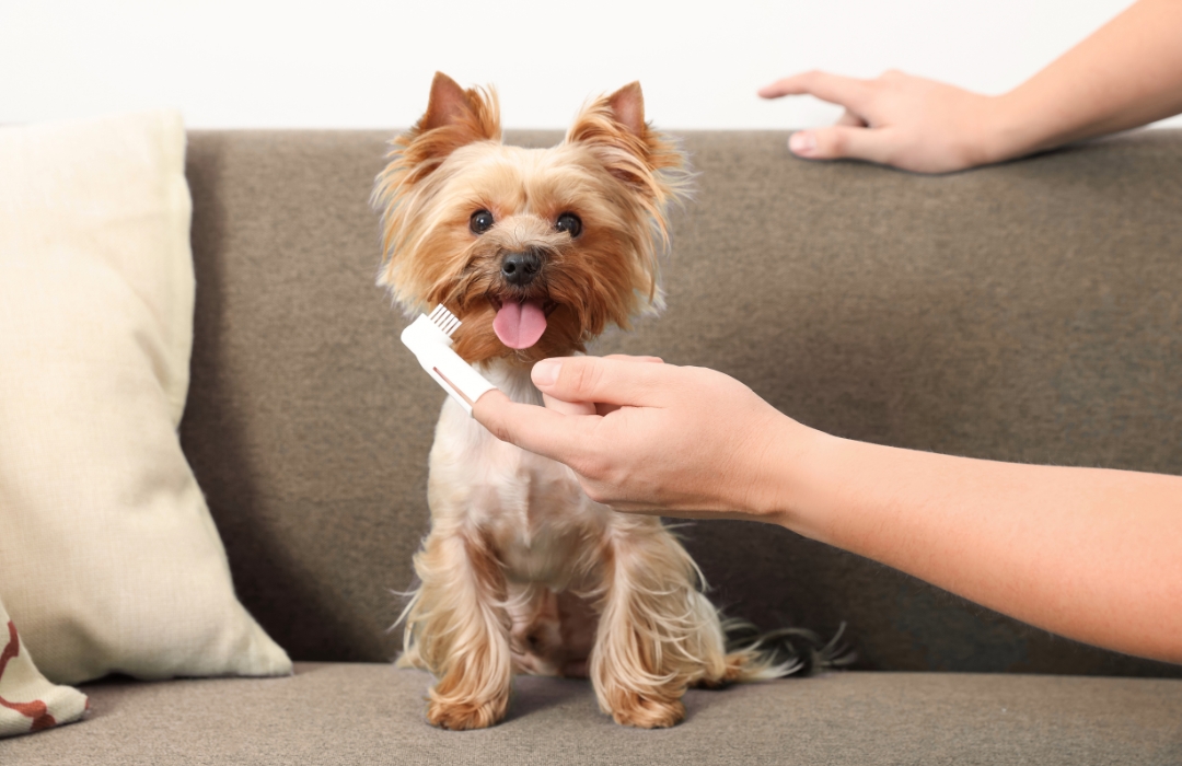 A dog sits on a couch while a person holds a toothbrush