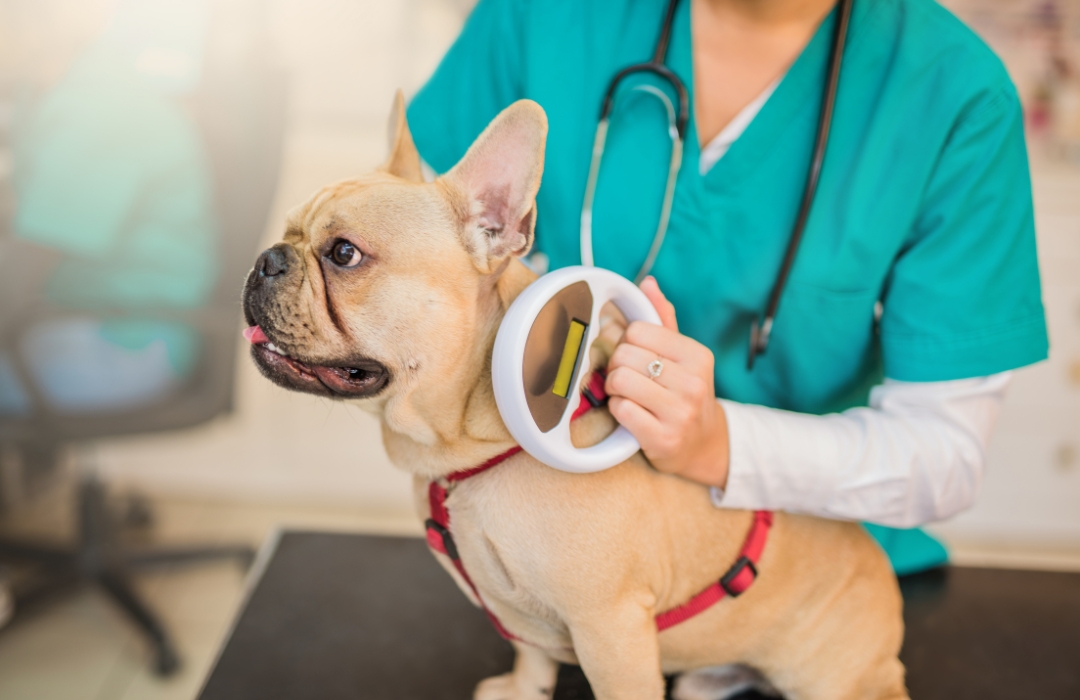 A vet holds a dog's head during a microchipping examination