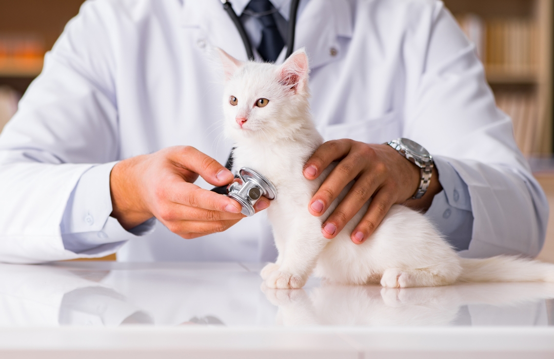 A white kitten being gently examined by a vet