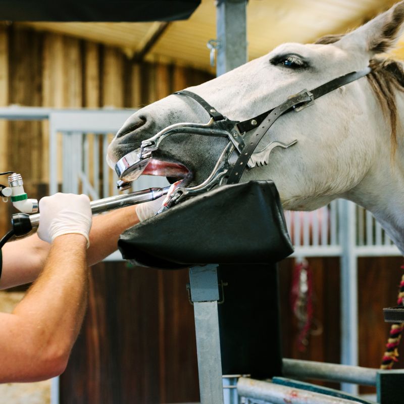 equine dental exam