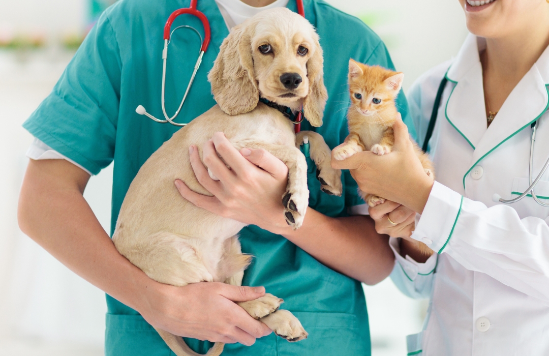 Two vets holds a puppy and a kitten