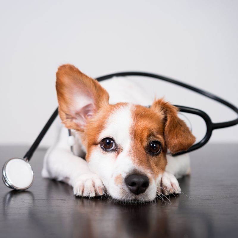 a dog resting on a table