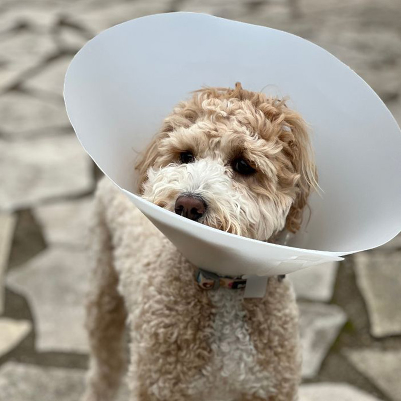 a dog wearing a recovery cone