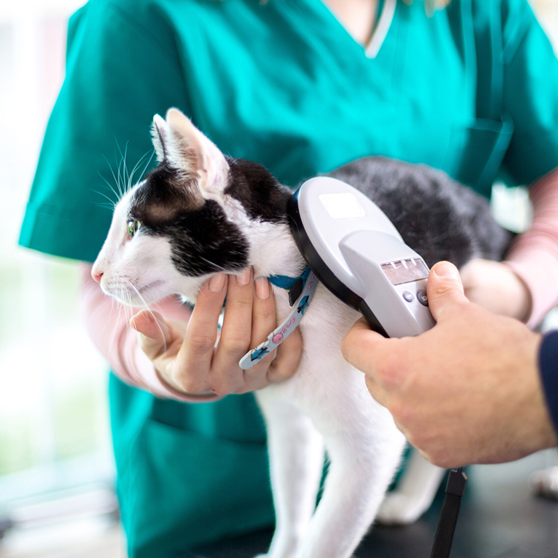 a person holding a cute cat