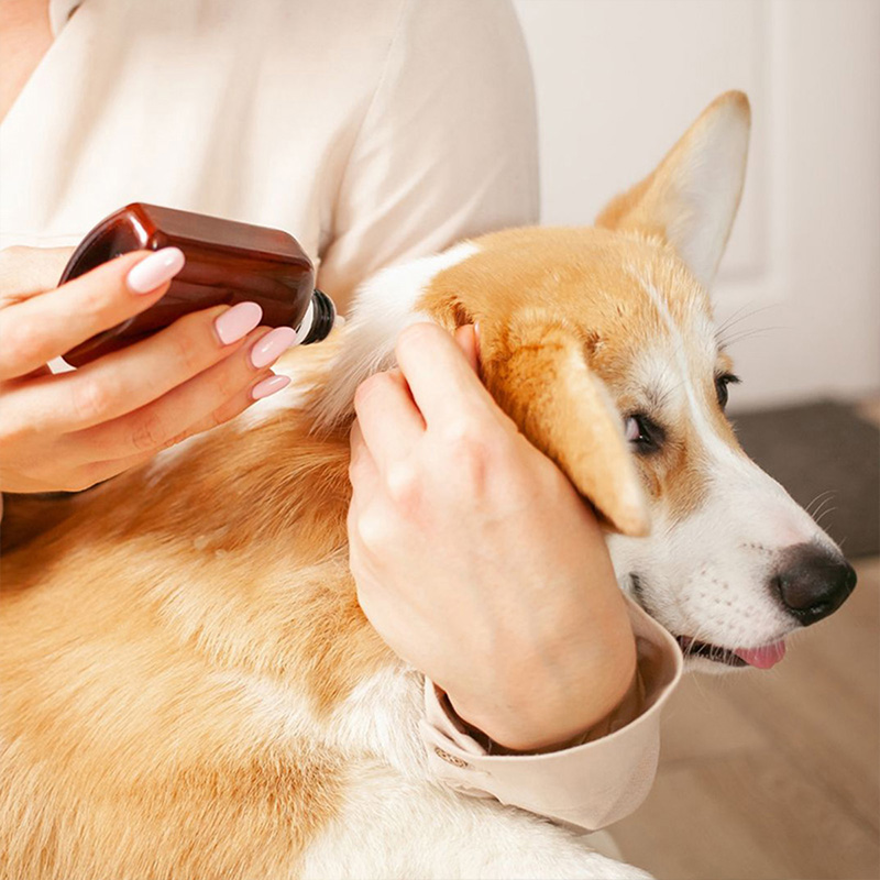 a person spraying a dogs ear