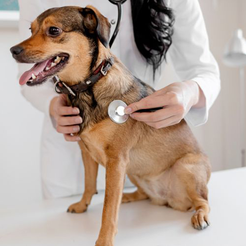 a person using a stethoscope to examine a dog's health condition