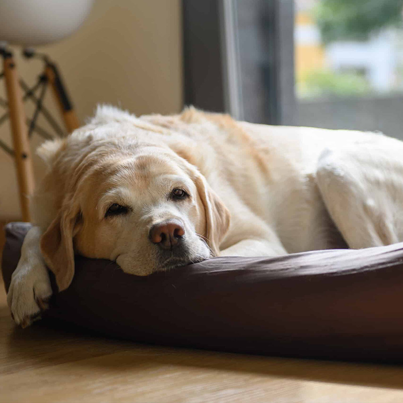 a sad dog peacefully resting on a cozy dog bed