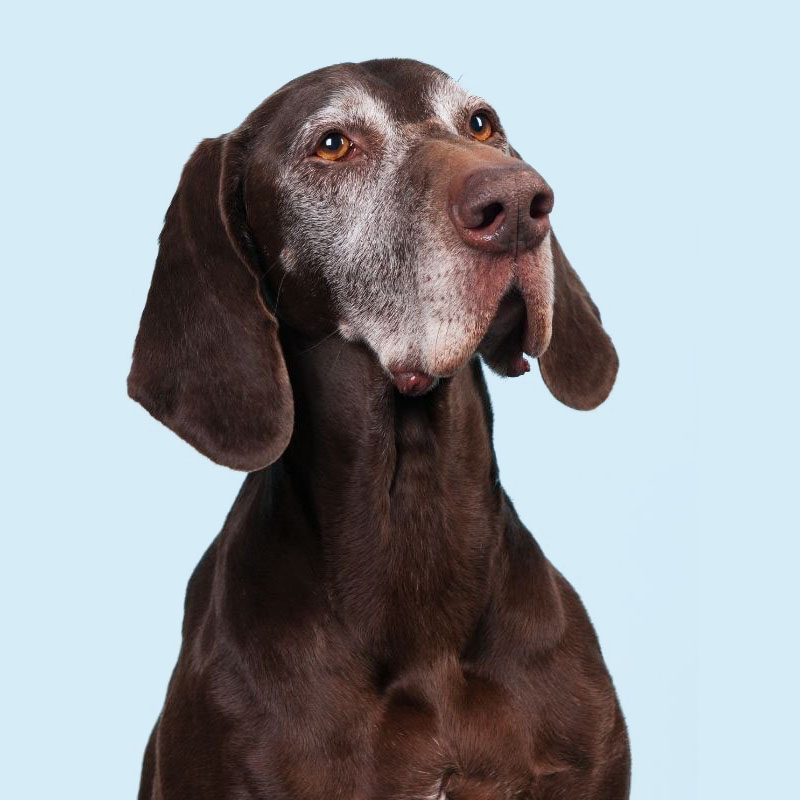 a senior dog looking at the camera