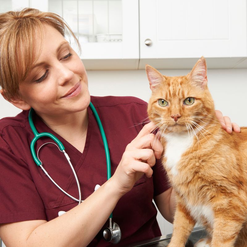 a vet carefully examines a cat