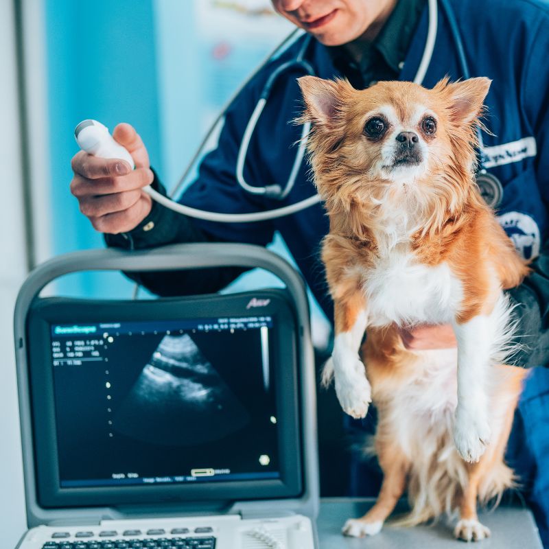 a vet checks a dogs health during a ultrasound