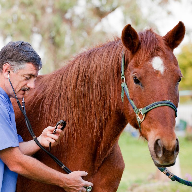 a vet examine a horse