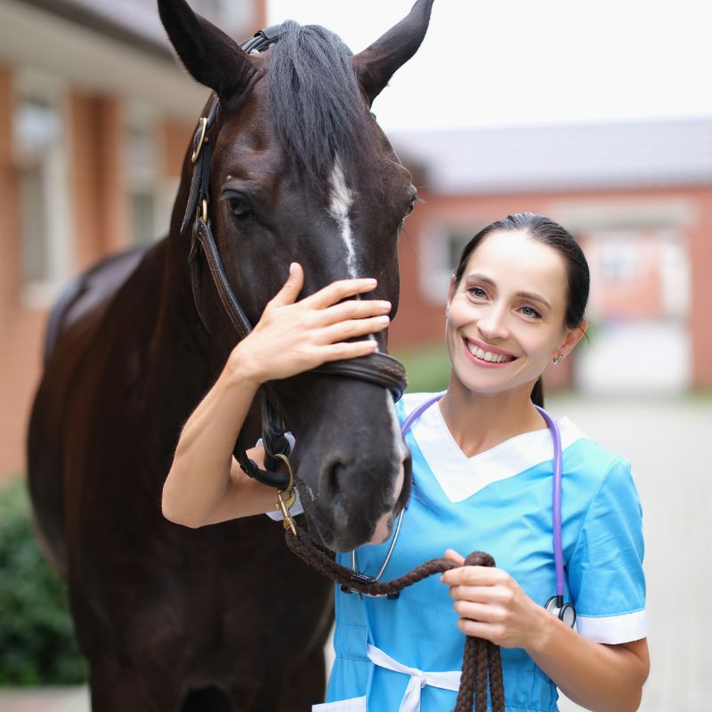 a vet touching a horse