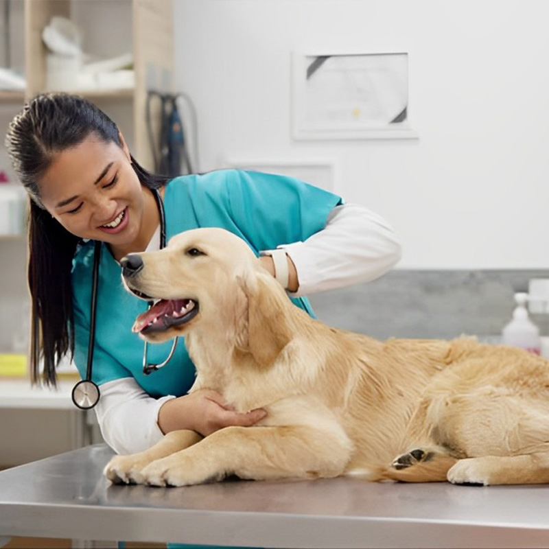 a woman gently pets a golden retriever in a veterinary office