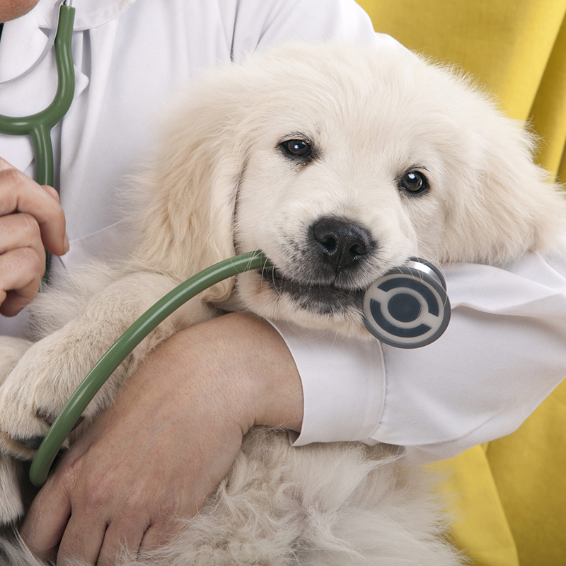 adorable white dog posing with stethoscope on